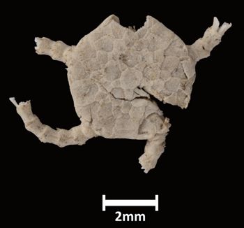 Media type: image;   Invertebrate Zoology OPH-581 Aspect: dorsal